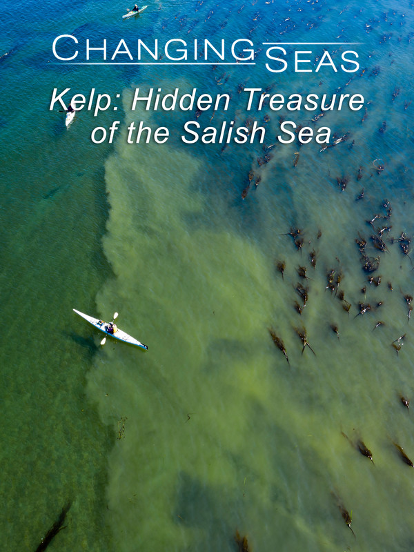 Changing Seas: "Kelp: Hidden Treasure of the Salish Sea"