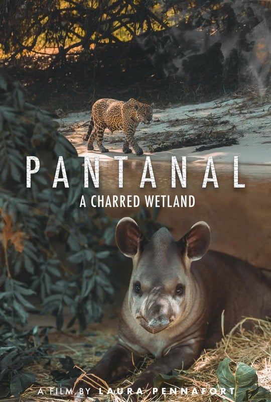 Pantanal: A Charred Wetland