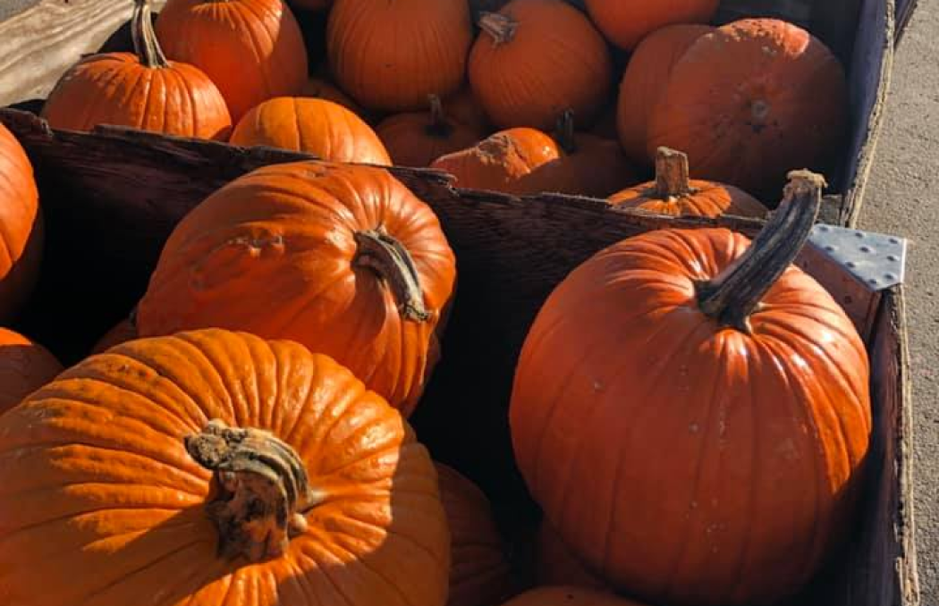 Pumpkin Patch