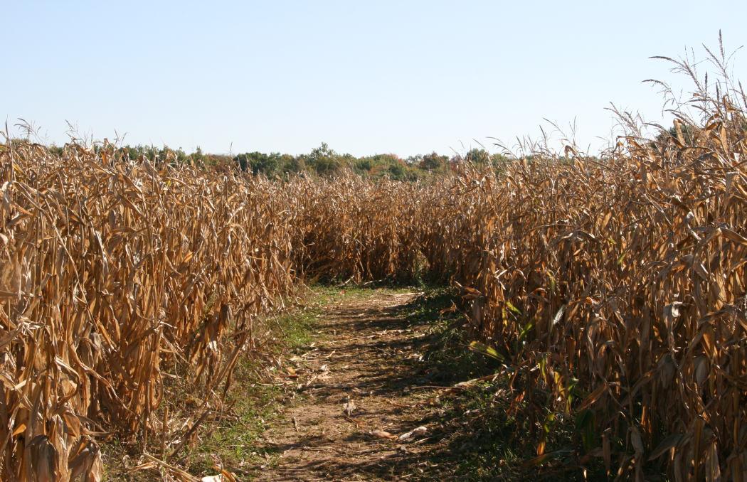 Corn maze