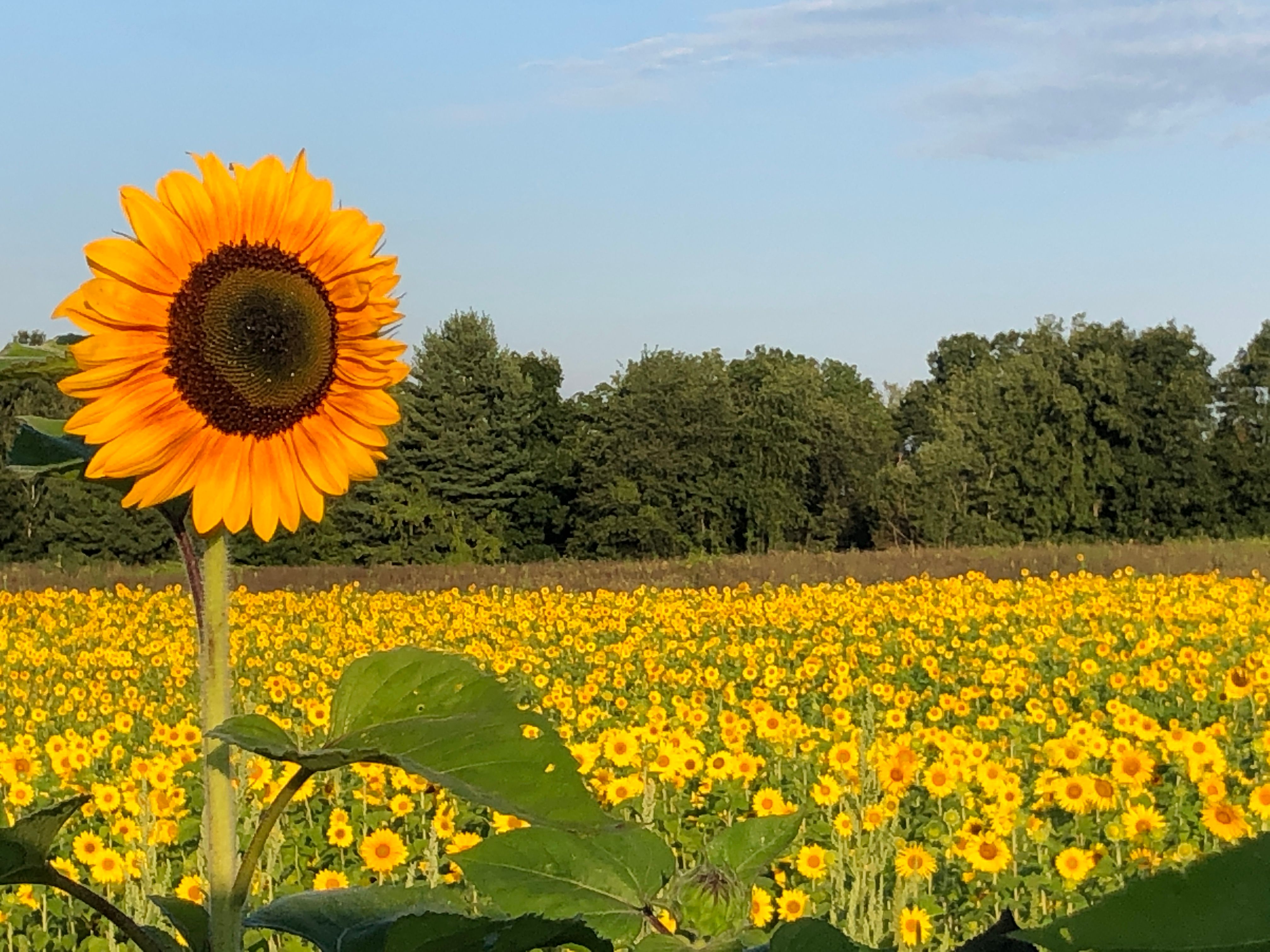 Sunflowers