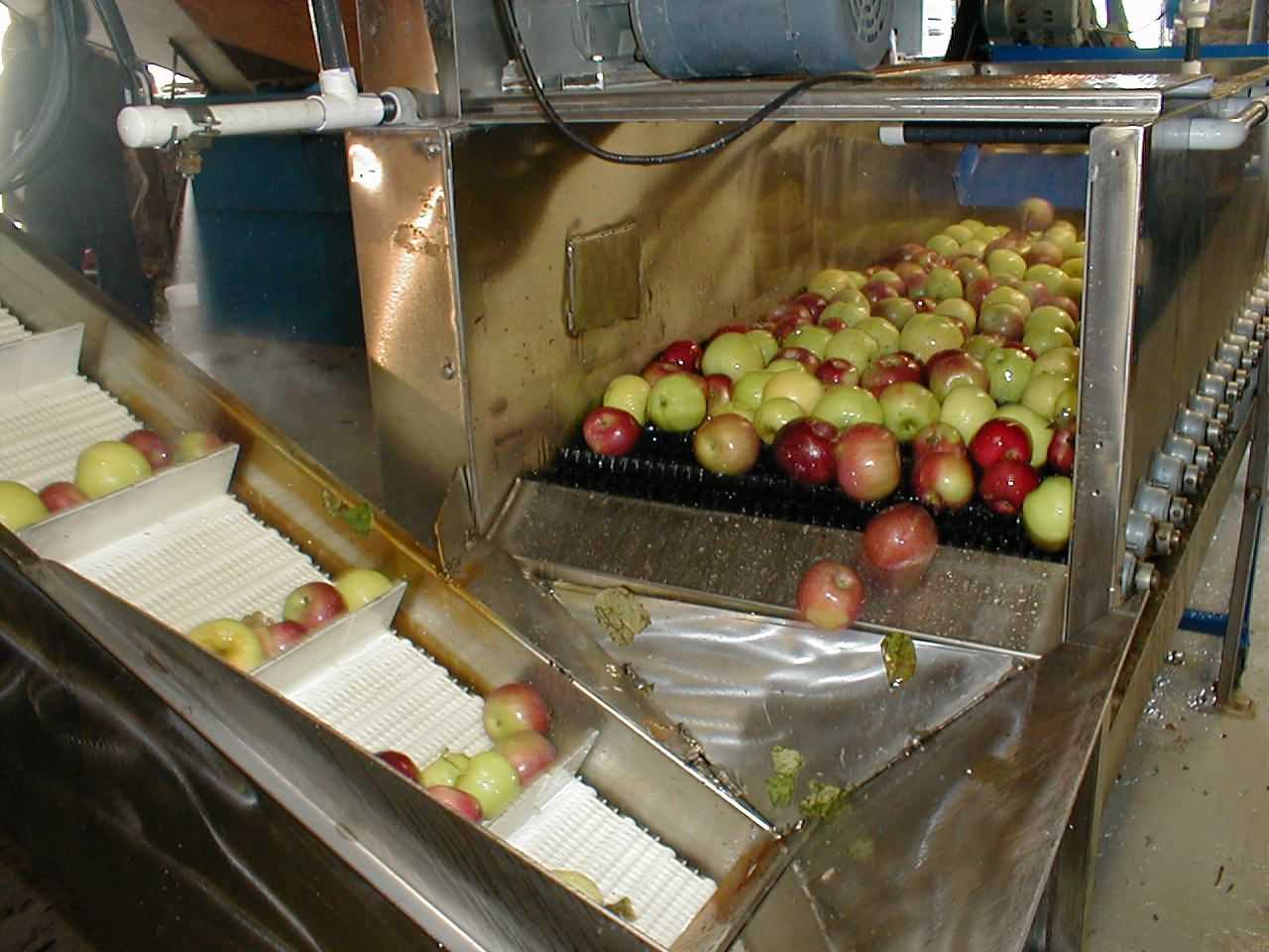 2. After the apples soaked, they are scrubbed and rinsed in fresh water. After this sanitation process is complete, the apples ride up a conveyor belt to the “Hammer Mill” where they are chopped into small pieces.
