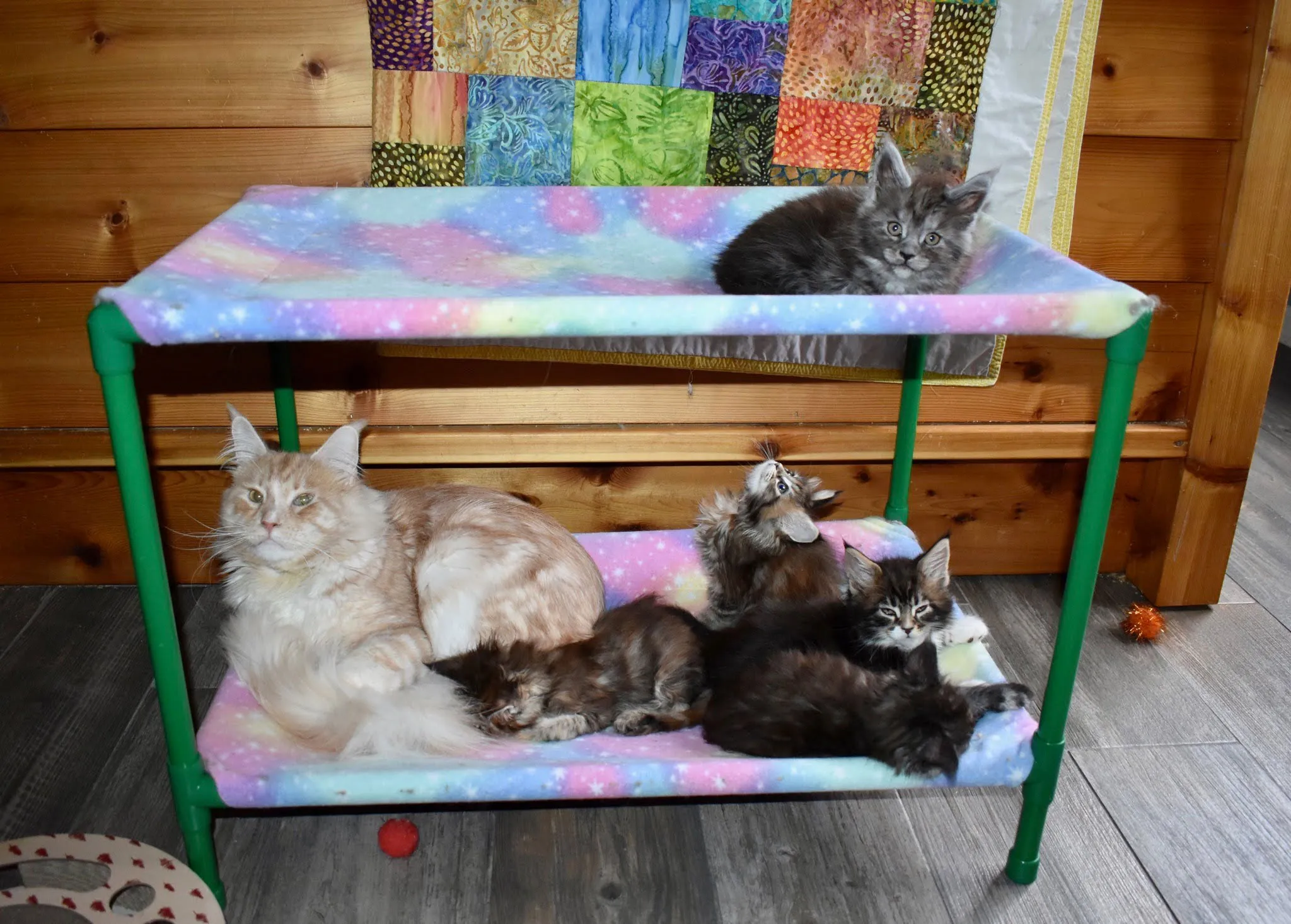 Trilling Cat Custom Cots