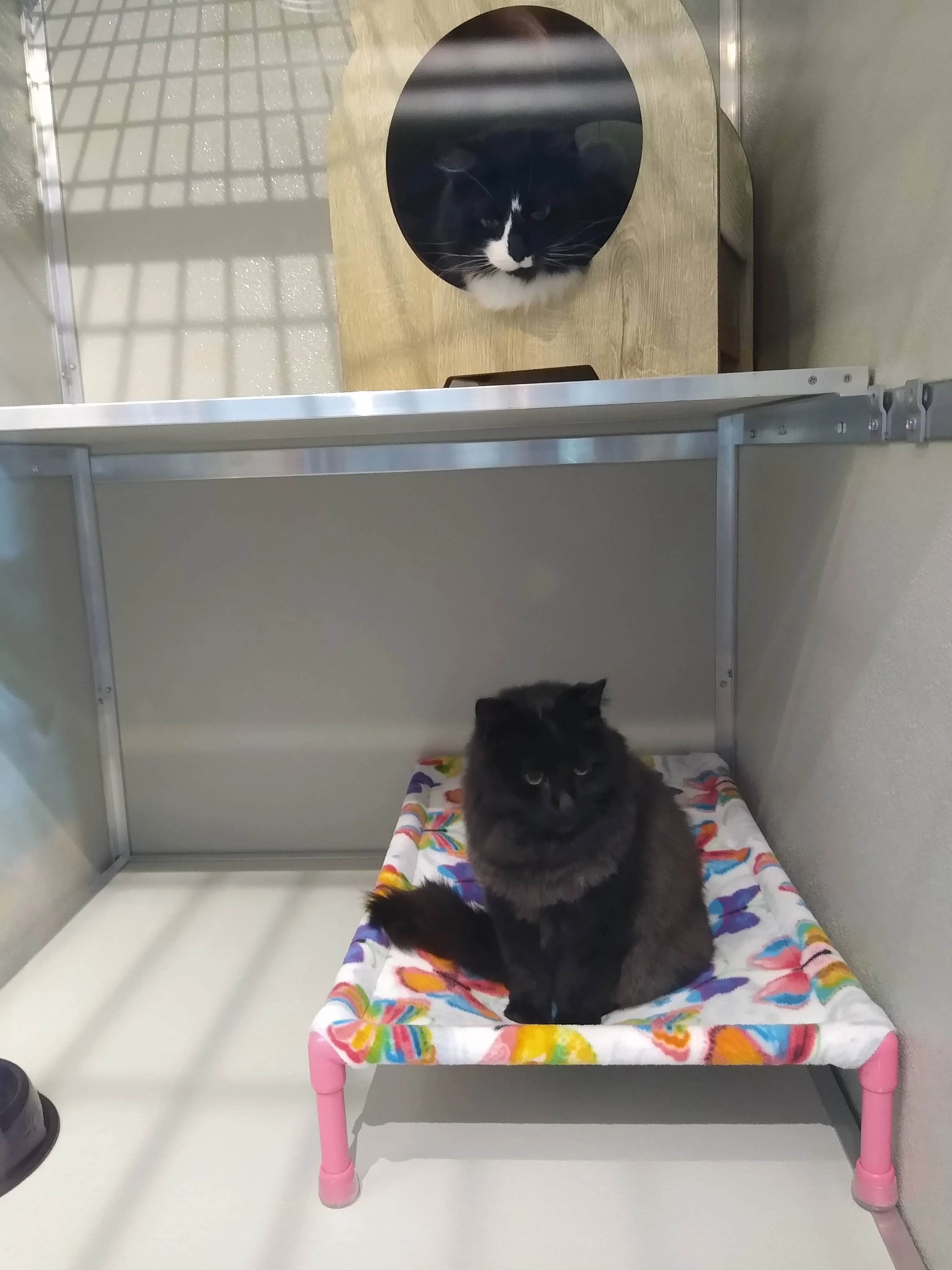 Trilling Cat Custom Cots