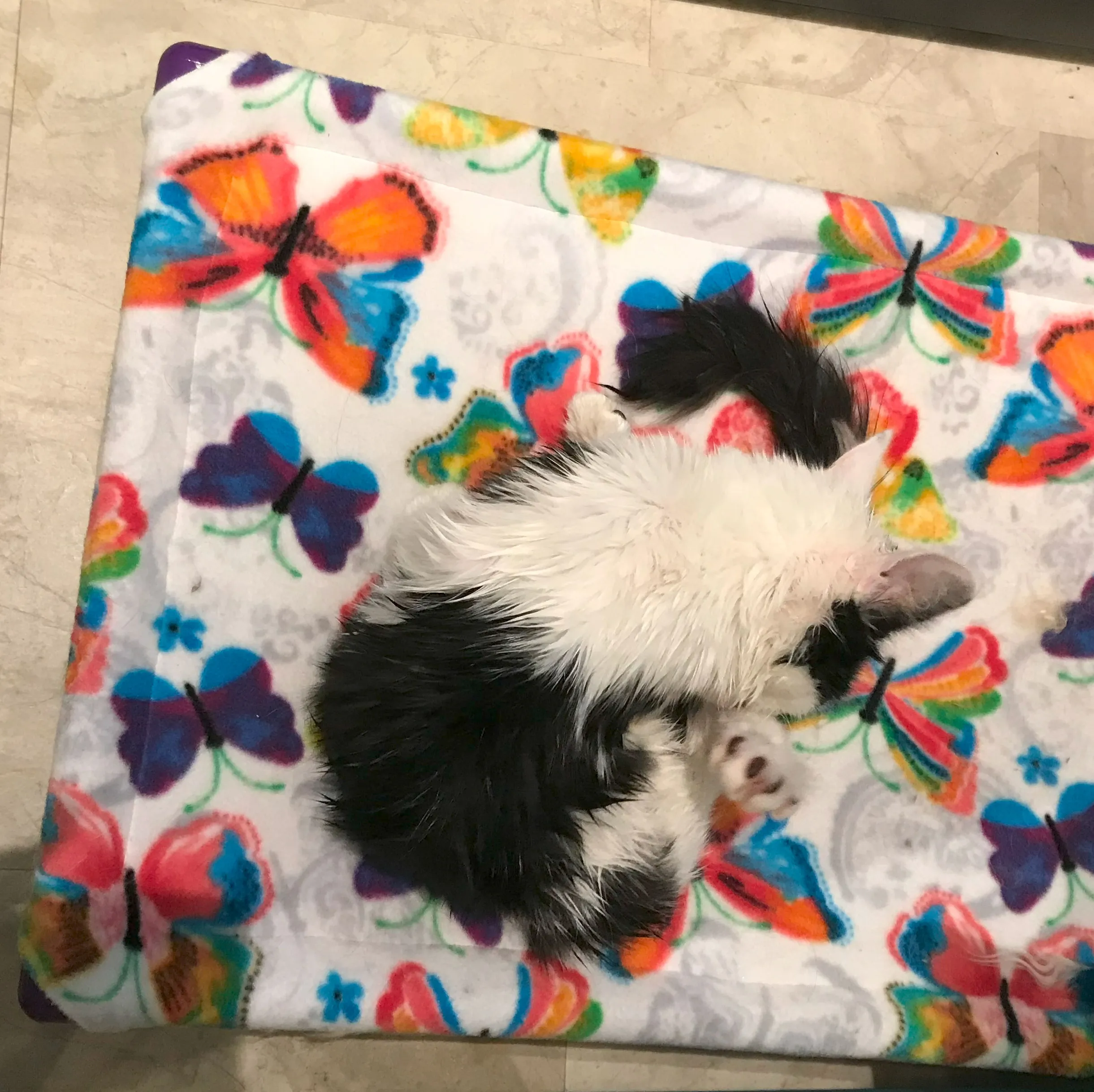 Trilling Cat Custom Cots