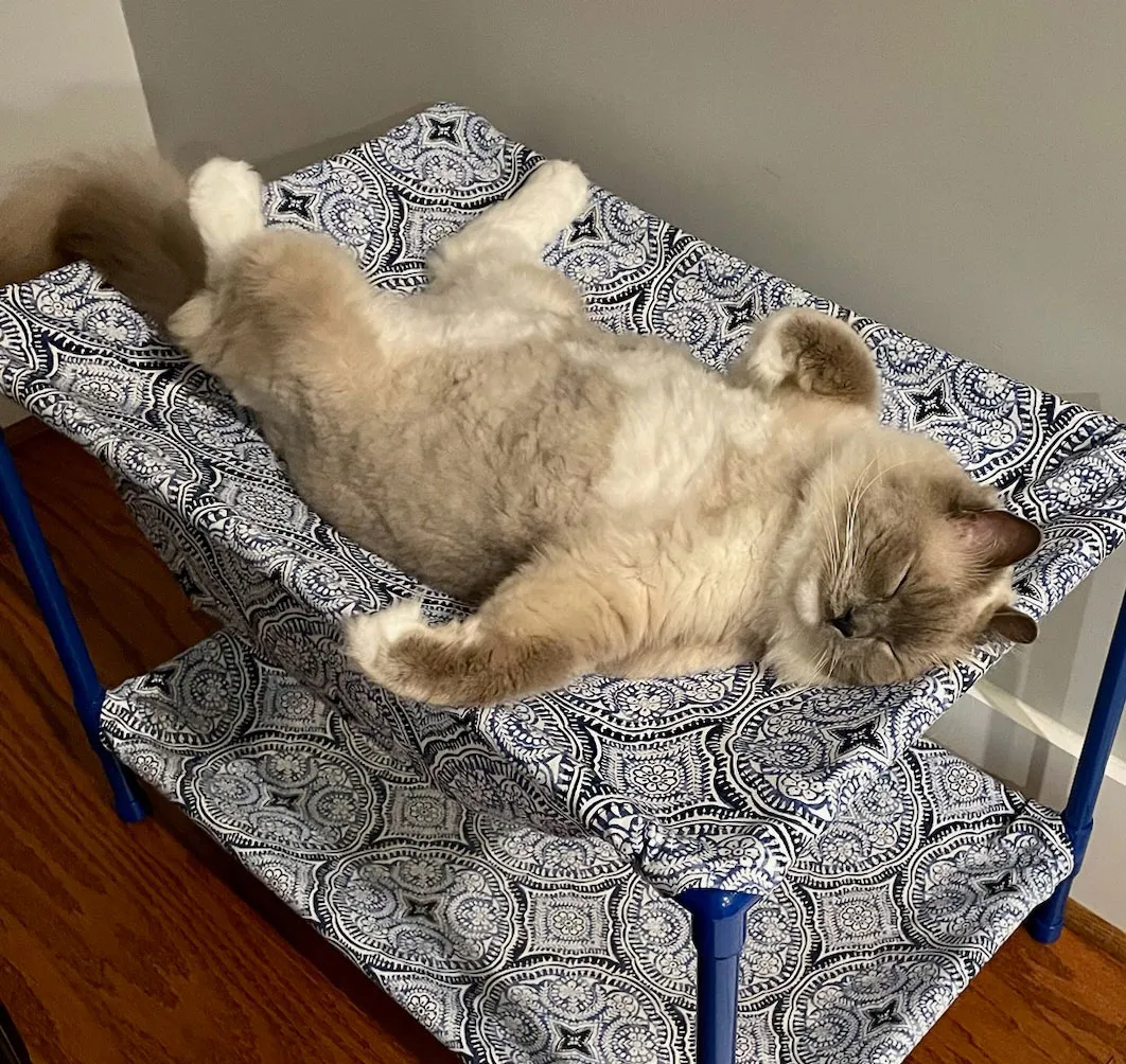 Trilling Cat Custom Cots