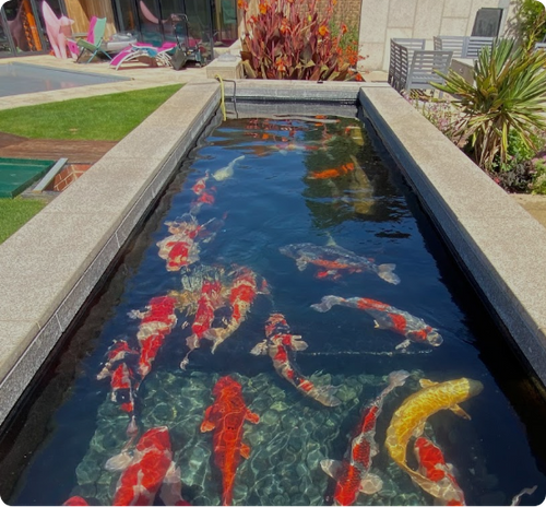 Koi Water Gardens Ltd