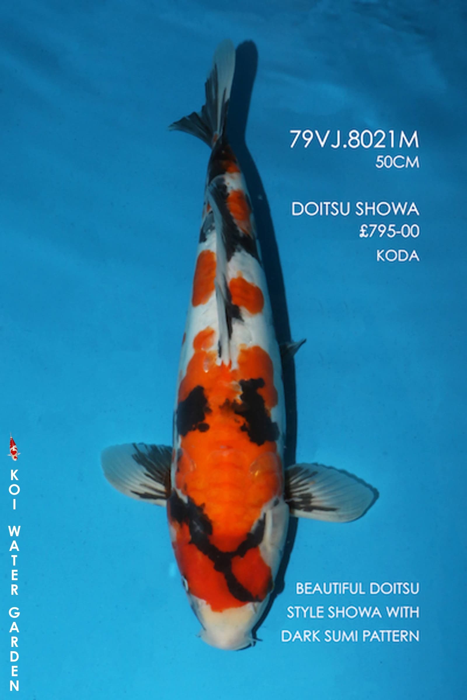 Koi Water Gardens Ltd