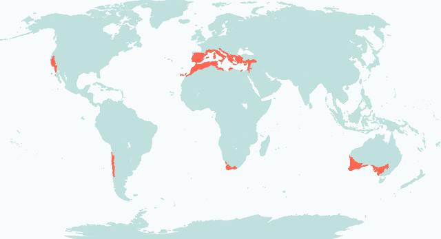 Biome Map Image
