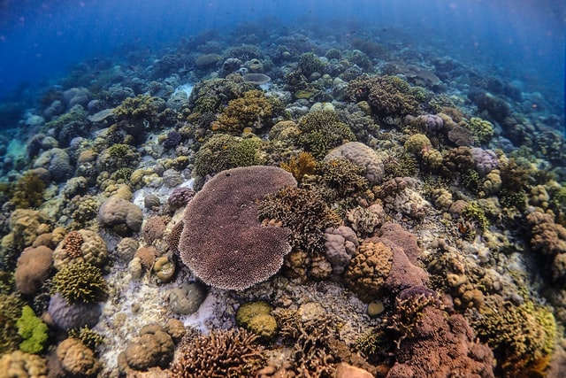 Wakatobi, South East Sulawesi