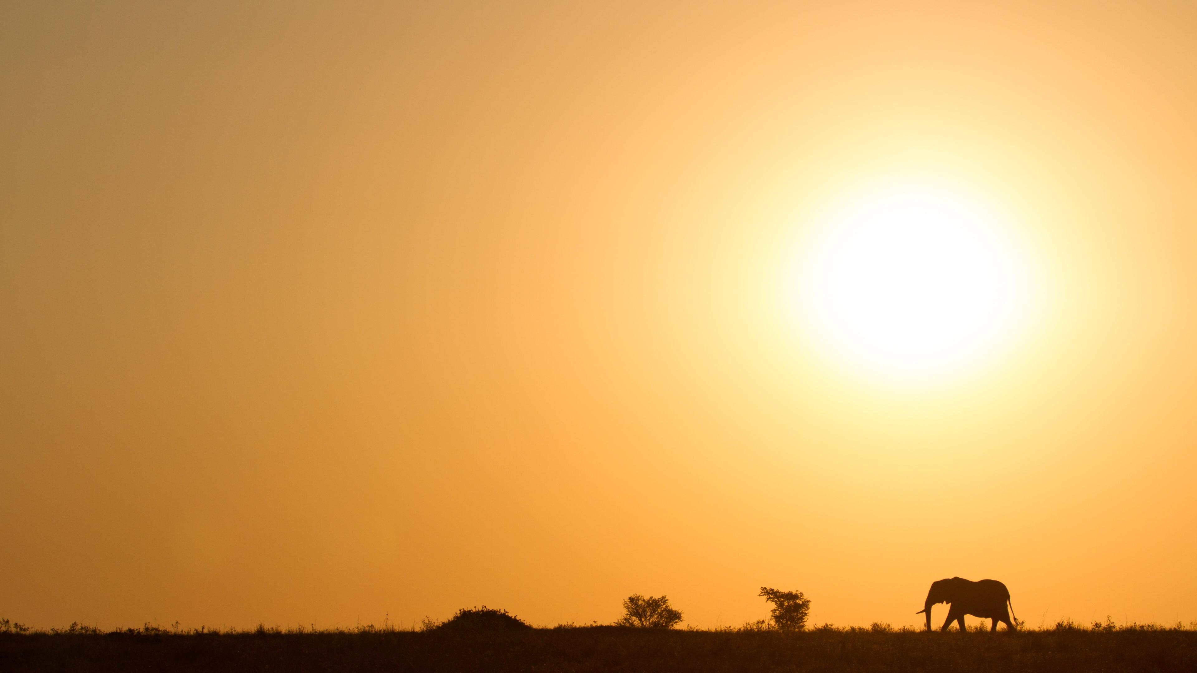 Serengeti elephant walking at sunset