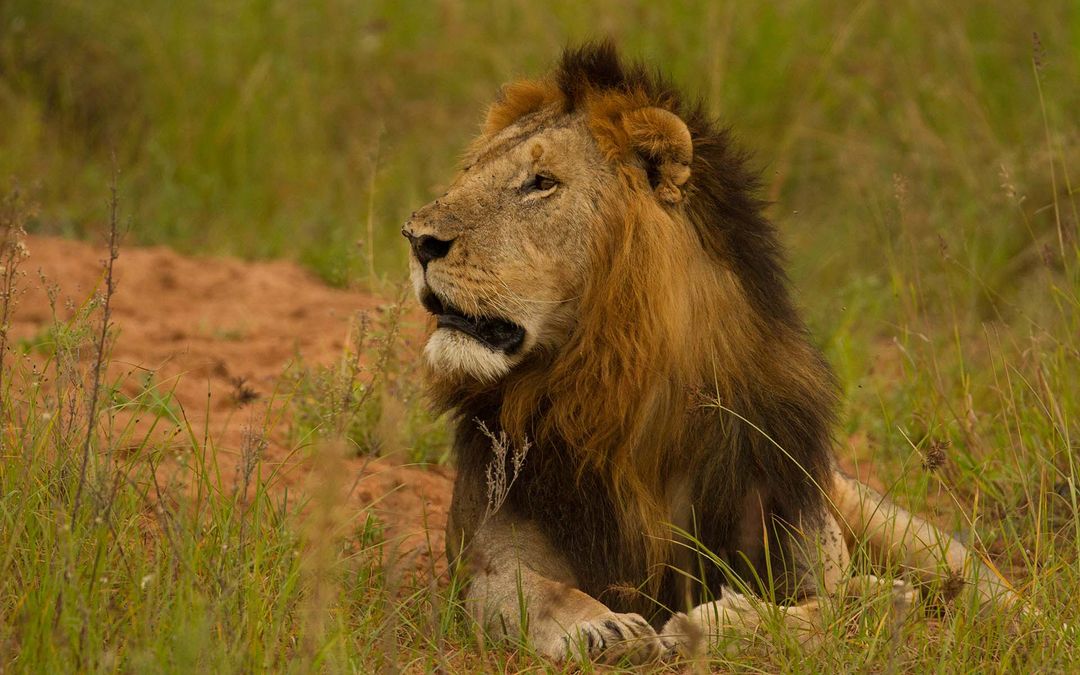 African People & Wildlife - Community-Driven Conservation