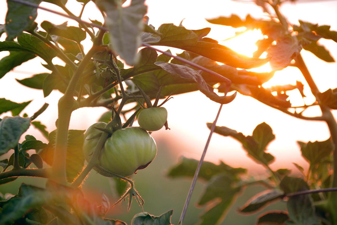 future of protein production fruit hanging on tree with sunlight shining through