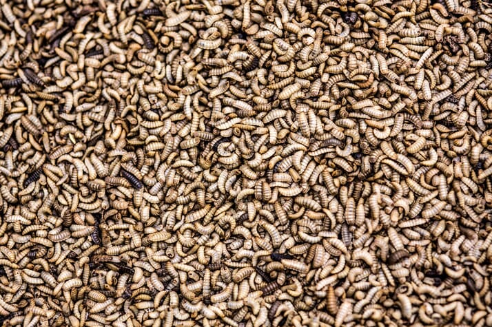 Will future aquafeeds turn to insects or single-cell proteins?