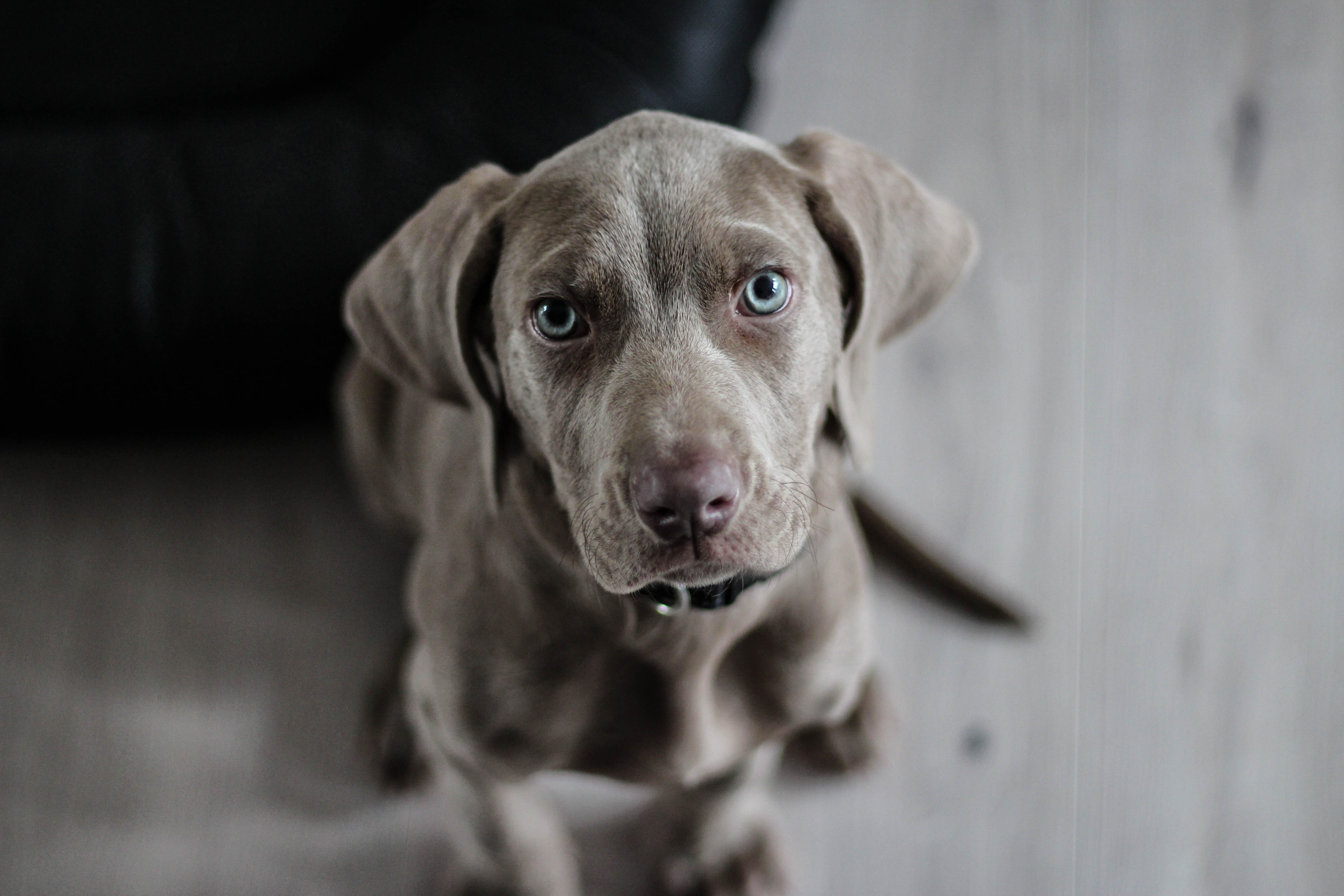 Pets have large carbon paw prints. Lab-grown meat is about to change that