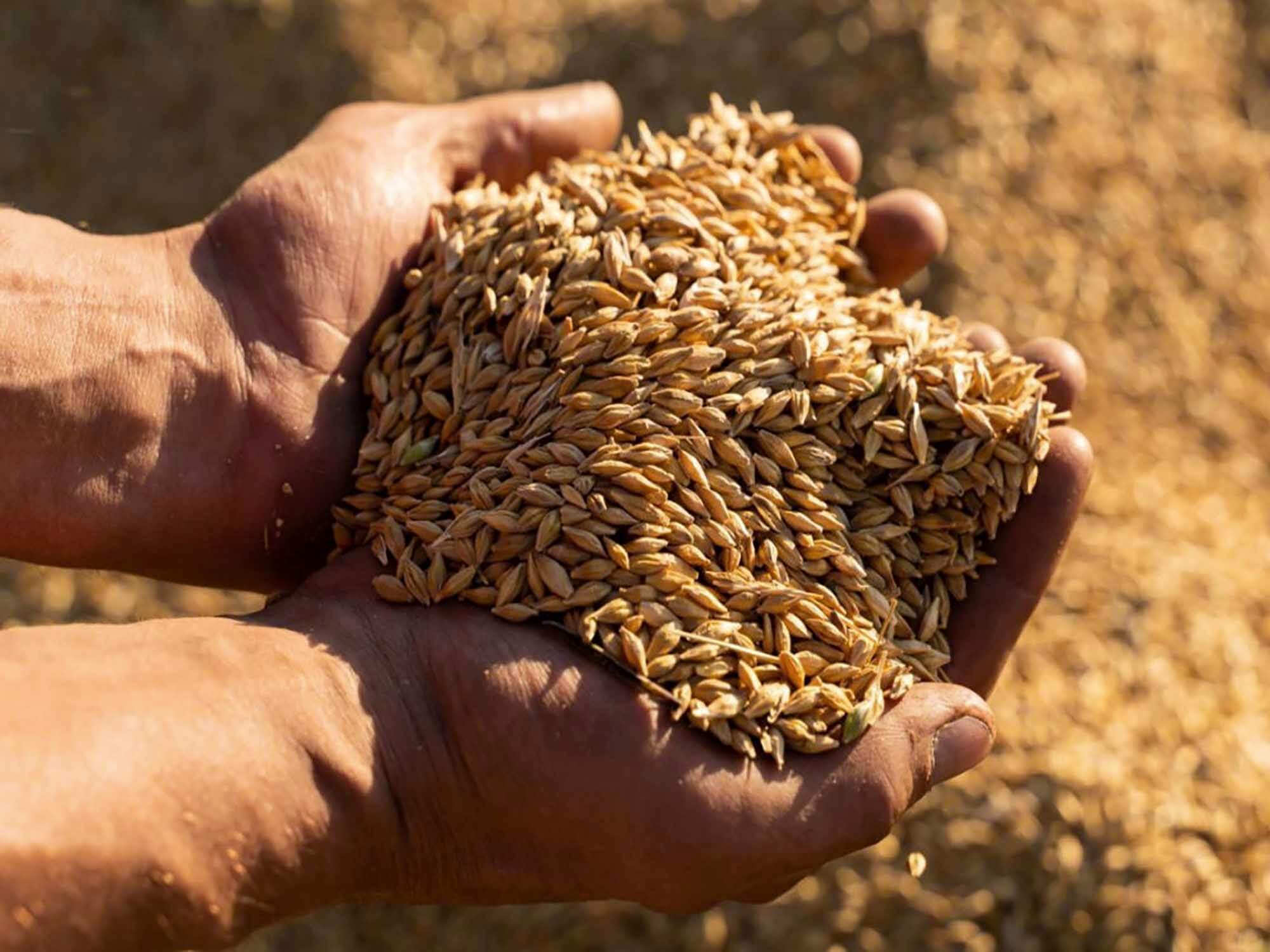 Pall's filtration technology plays role in EverGrain‘s new large-scale protein facility