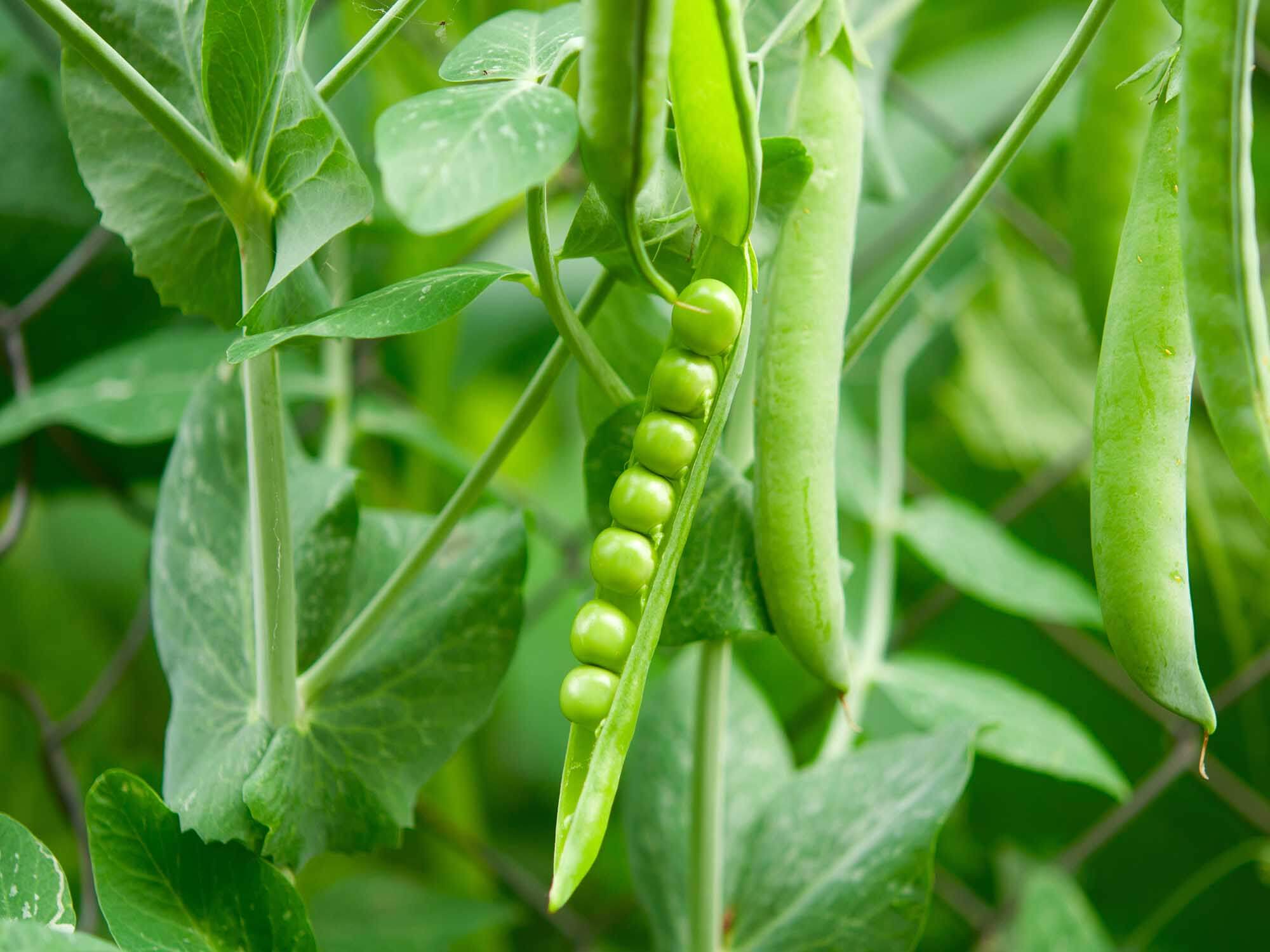 Peas will be grown in vertical farms as a source of protein for meat alternatives