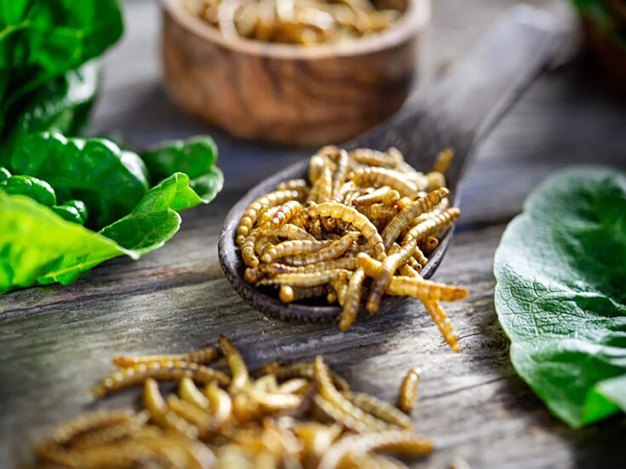New report reveals next steps for the alternative protein industry
