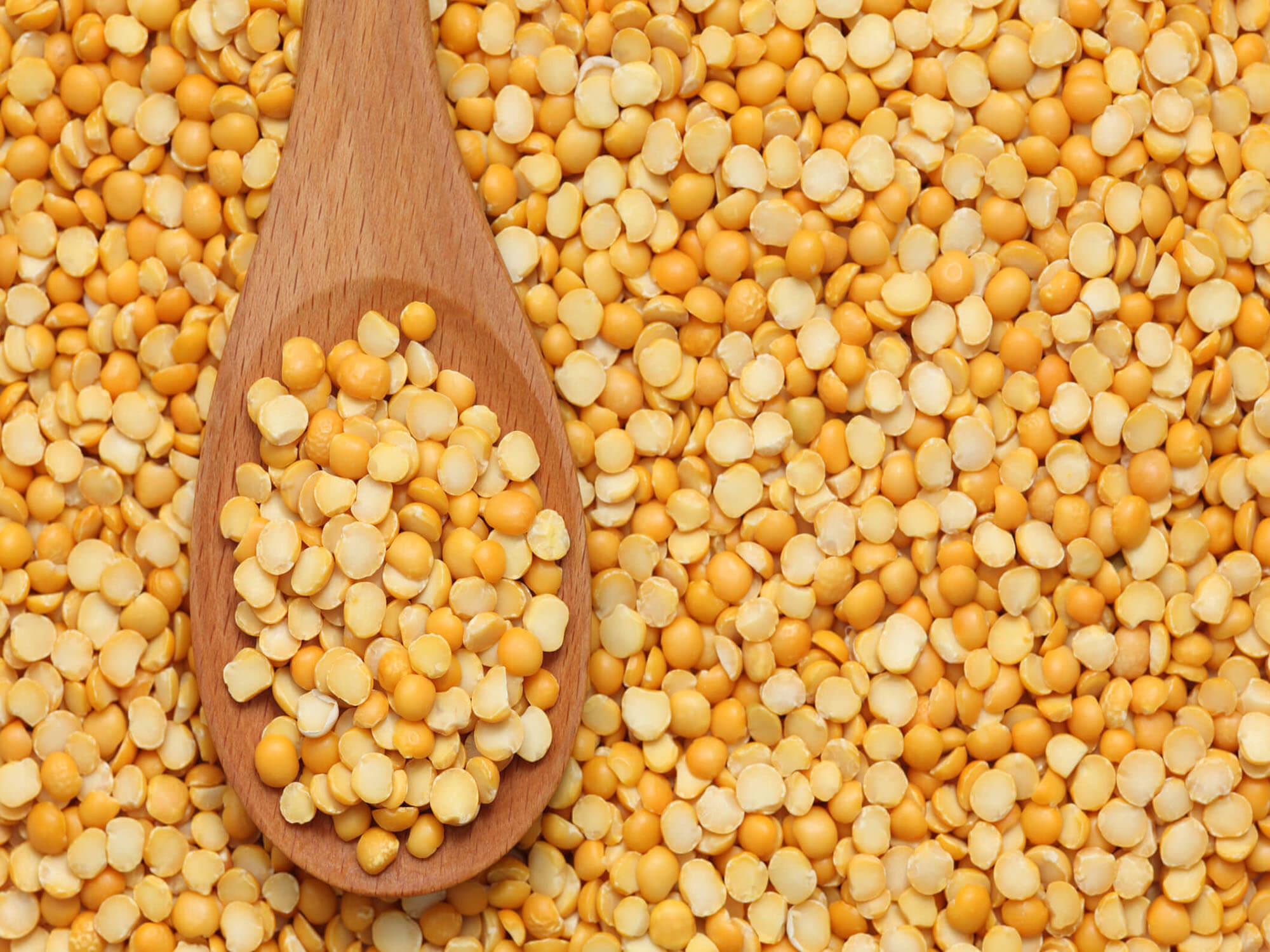 Yellow peas show promising results as tomorrow’s cheese