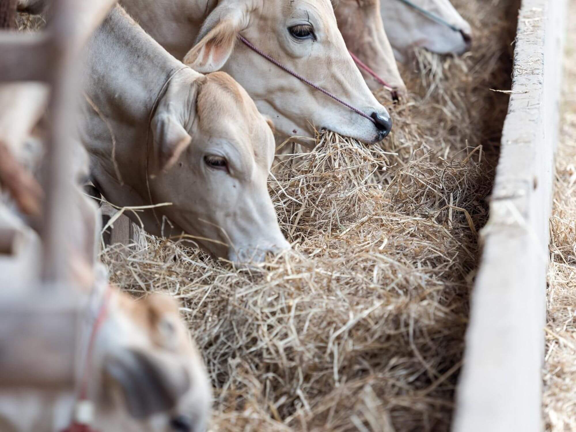 Will Animal Agriculture Be Eliminated? Anuj Maheshwari, Head of Agri-Food Investing at Temasek Responds