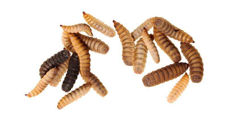 Cape Town firm that makes food from bugs gets R81m from investors