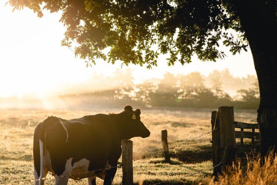 Vegan milk that everyone can drink that's the real deal