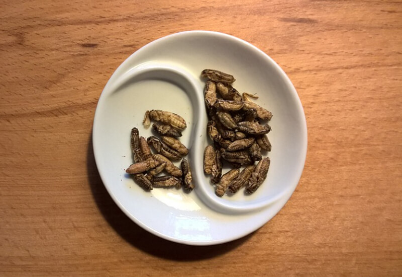 Study suggests more people willing to try lab-grown meat and edible insects
