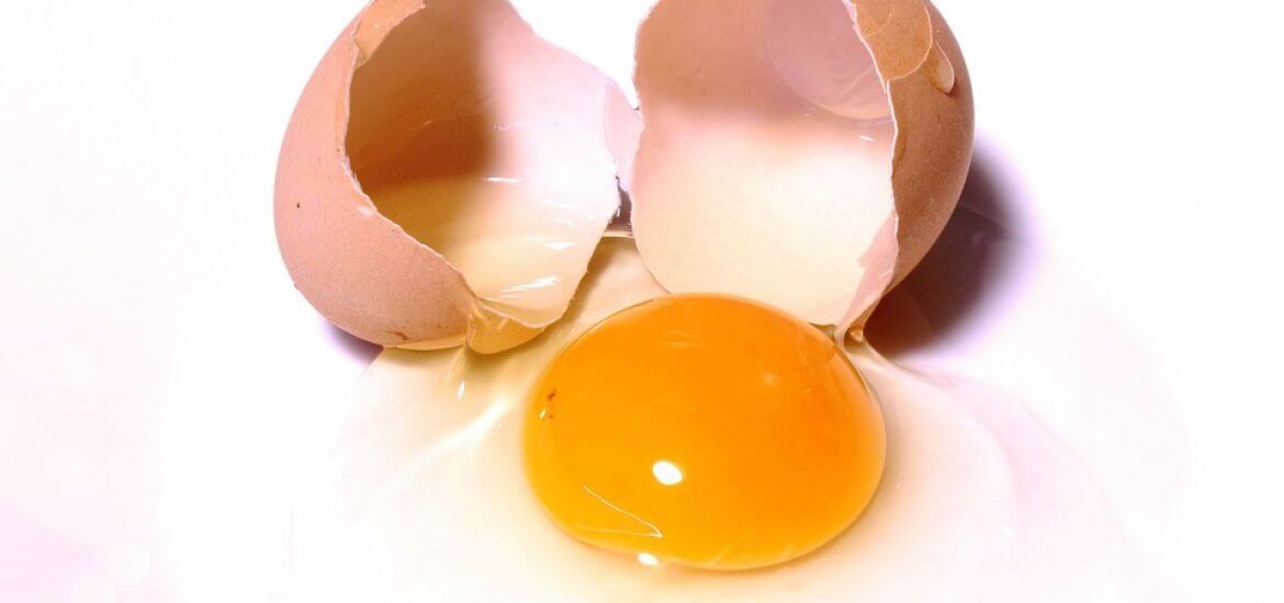 Fungus-produced albumin could be an alternative to chicken egg white powder.