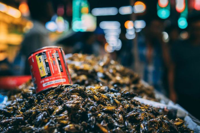 Insect farming market abuzz with activity