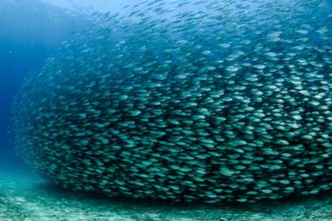 How do we make sure fish stocks have a sustainable future?