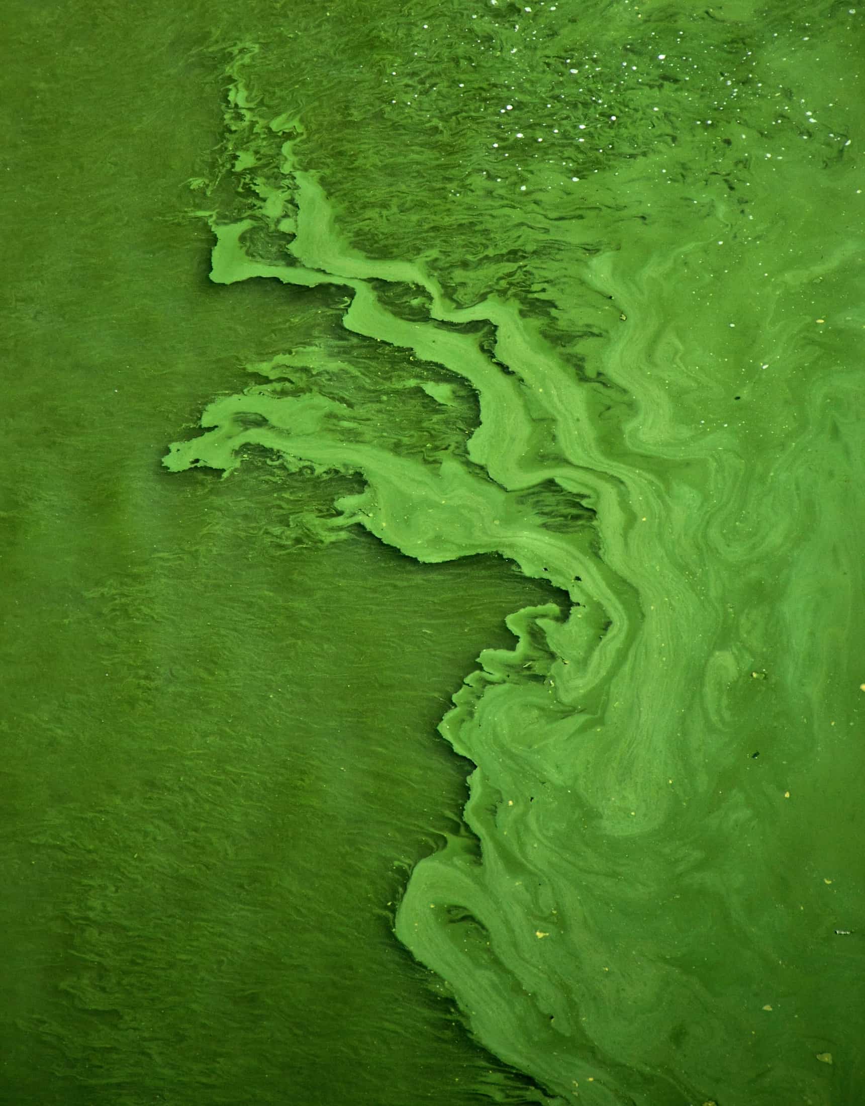 DIC Corp. invests in algae-based protein maker