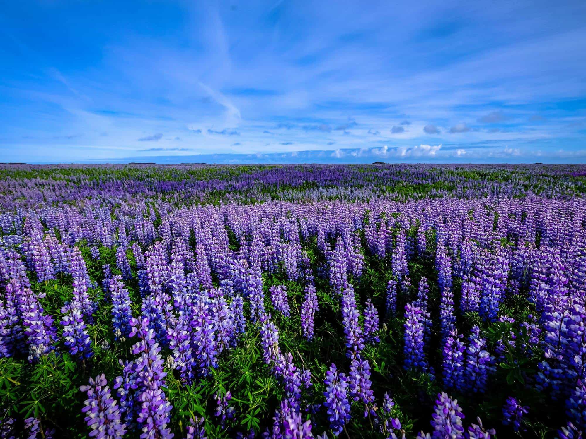 Vegan-friendly lupin goes from livestock feed to rival soy as alternative protein for humans