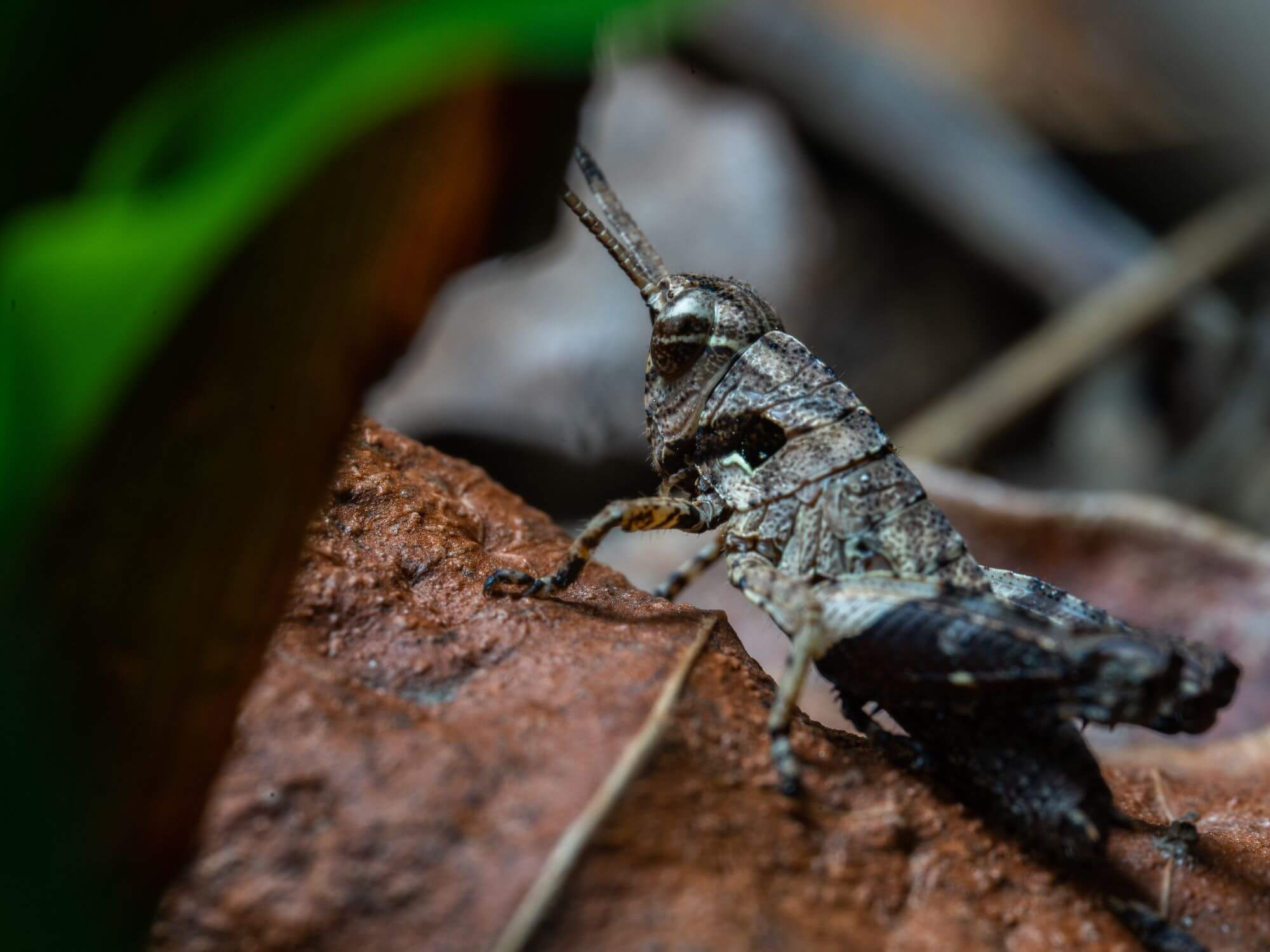 Meet the man behind Lincolnshire’s first edible insect farm