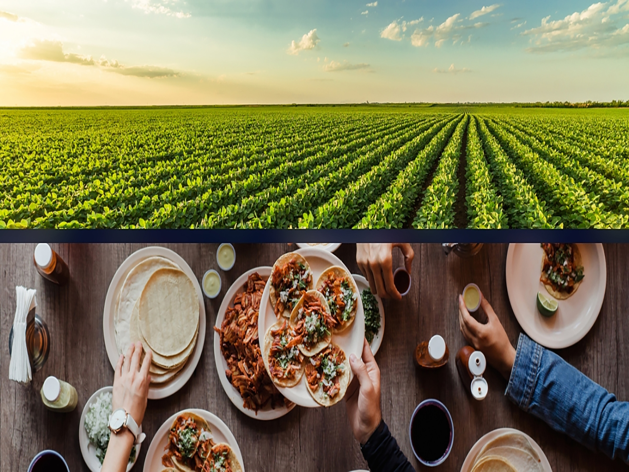 ADM and Benson Hill team up to scale ultra-high protein soy