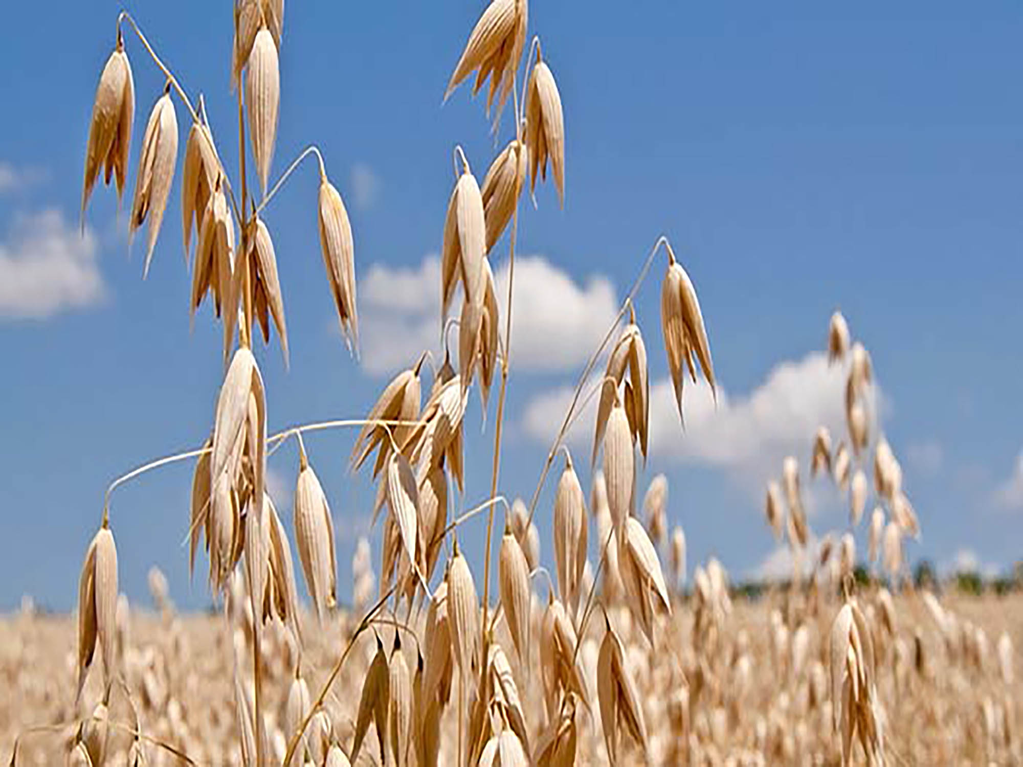 New lactic acid bacteria make plant-based foods taste better
