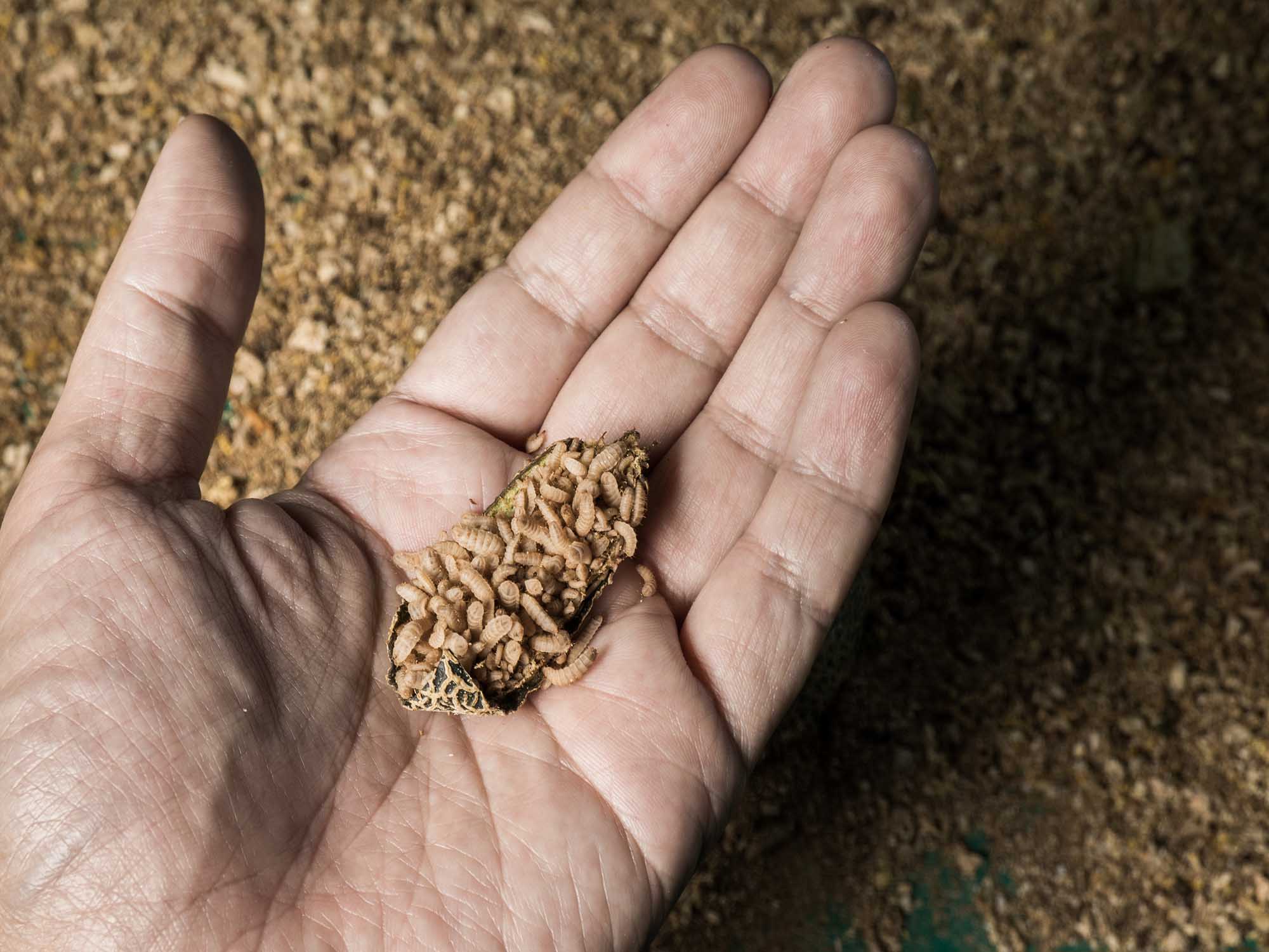 Asia's first industrial insect company, Nutrition Technologies, closes US$20 million equity round