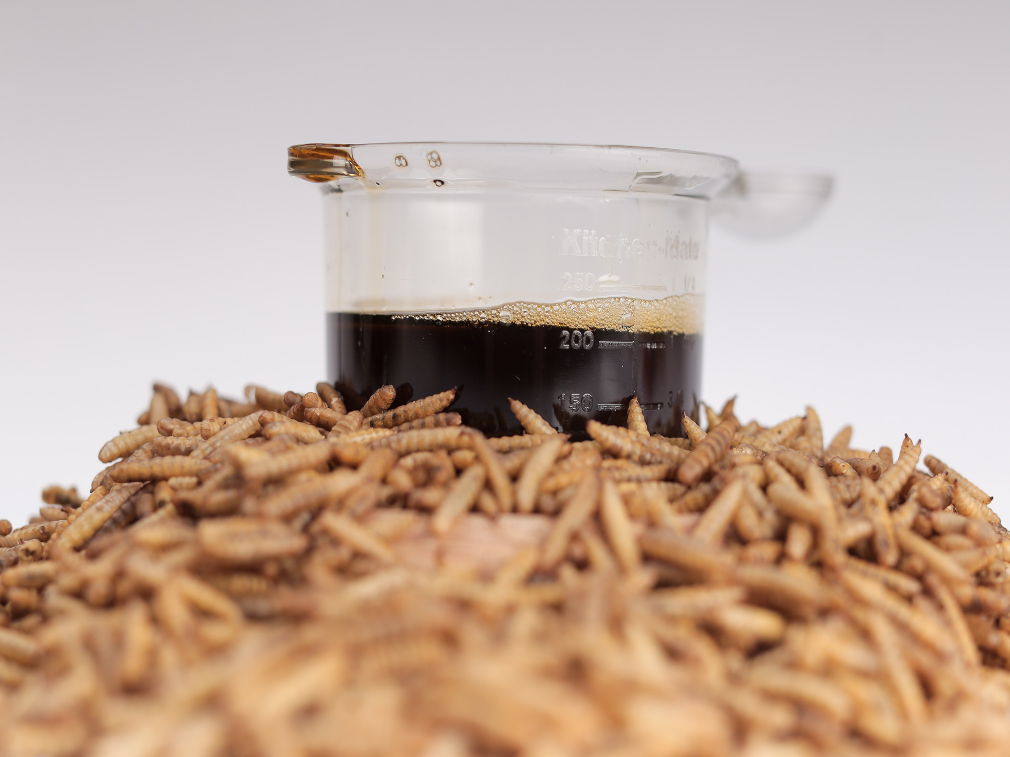 ADM invests in the future of insect farming