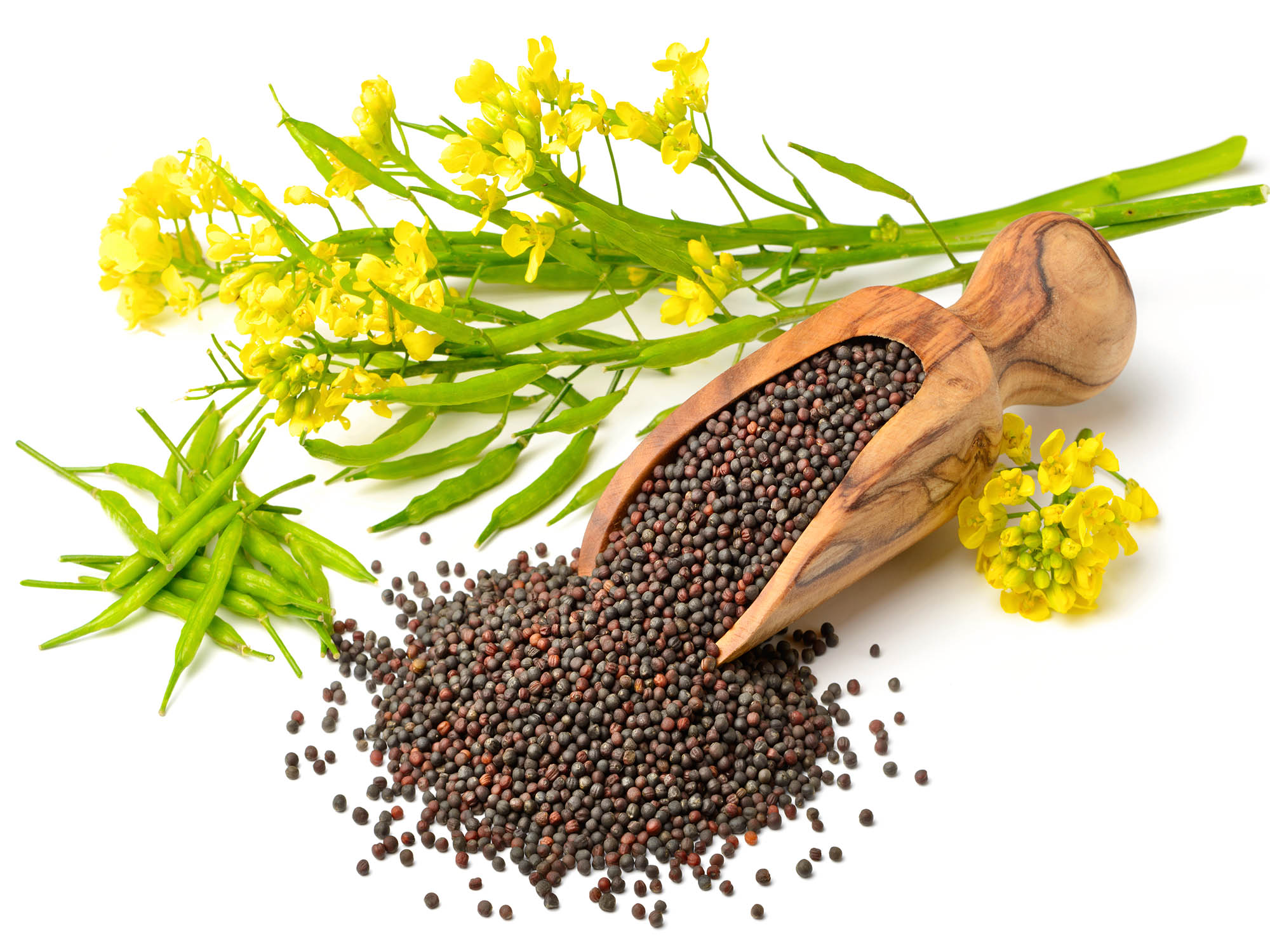 DSM announces launch of Vertis CanolaPRO