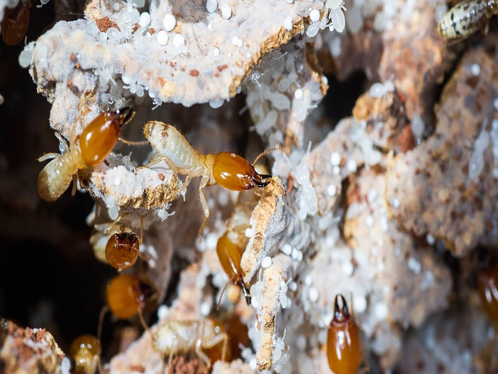 Learning how to grow super mushrooms, with termites as teachers