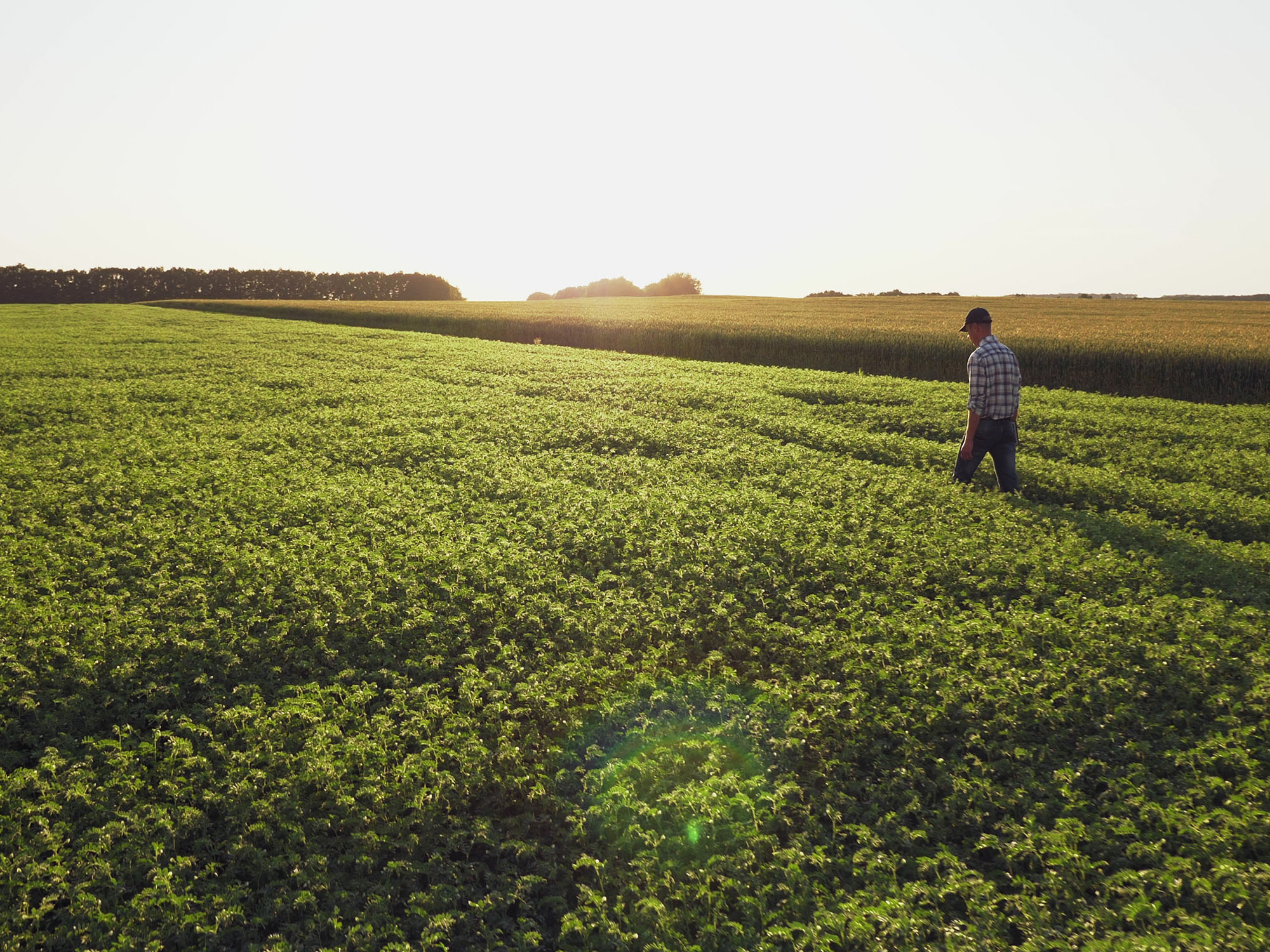 Leaps by Bayer leads investment round in agtech pioneer NuCicer