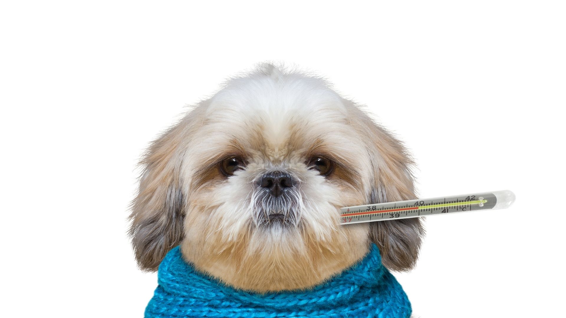 How Do You Take A Dogs Temperature Under The Arm