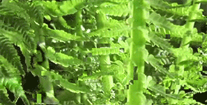 herbes