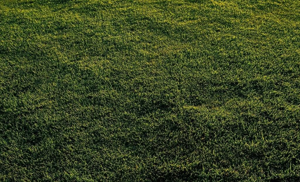 Should You Scalp Your Lawn in Spring? Earth Development