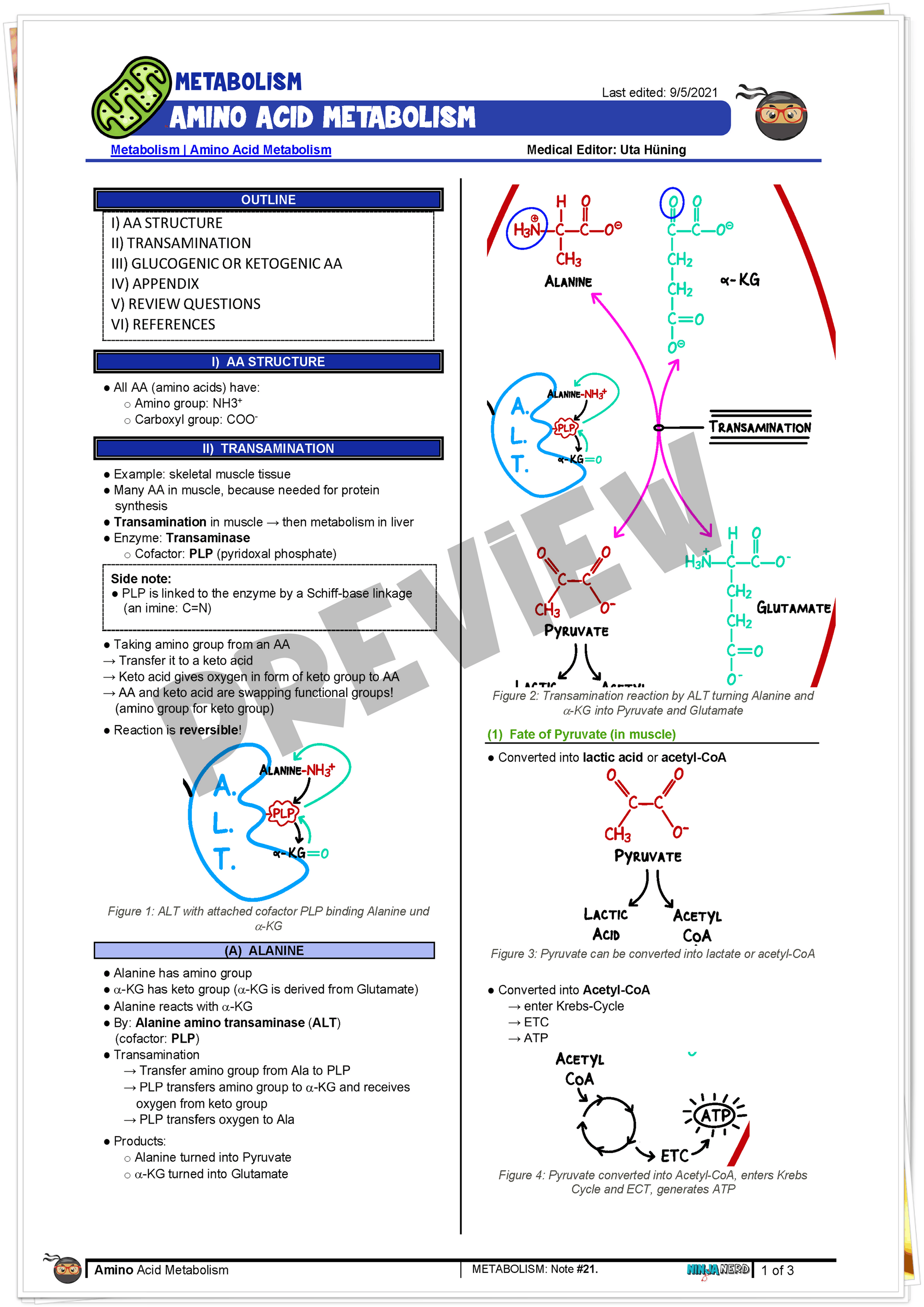 Amino Acid Metabolism Notes NinjaNerd Medicine