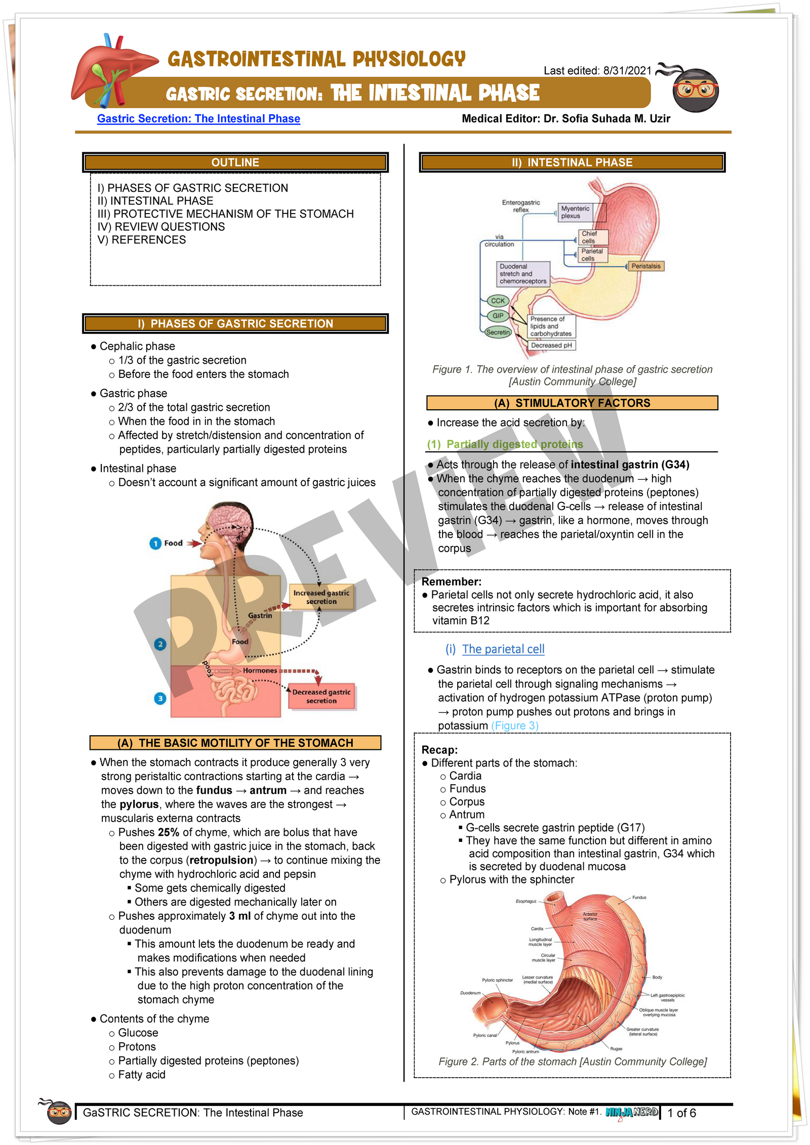 Gastric Secretion: The Intestinal Phase - Notes - NinjaNerd Medicine