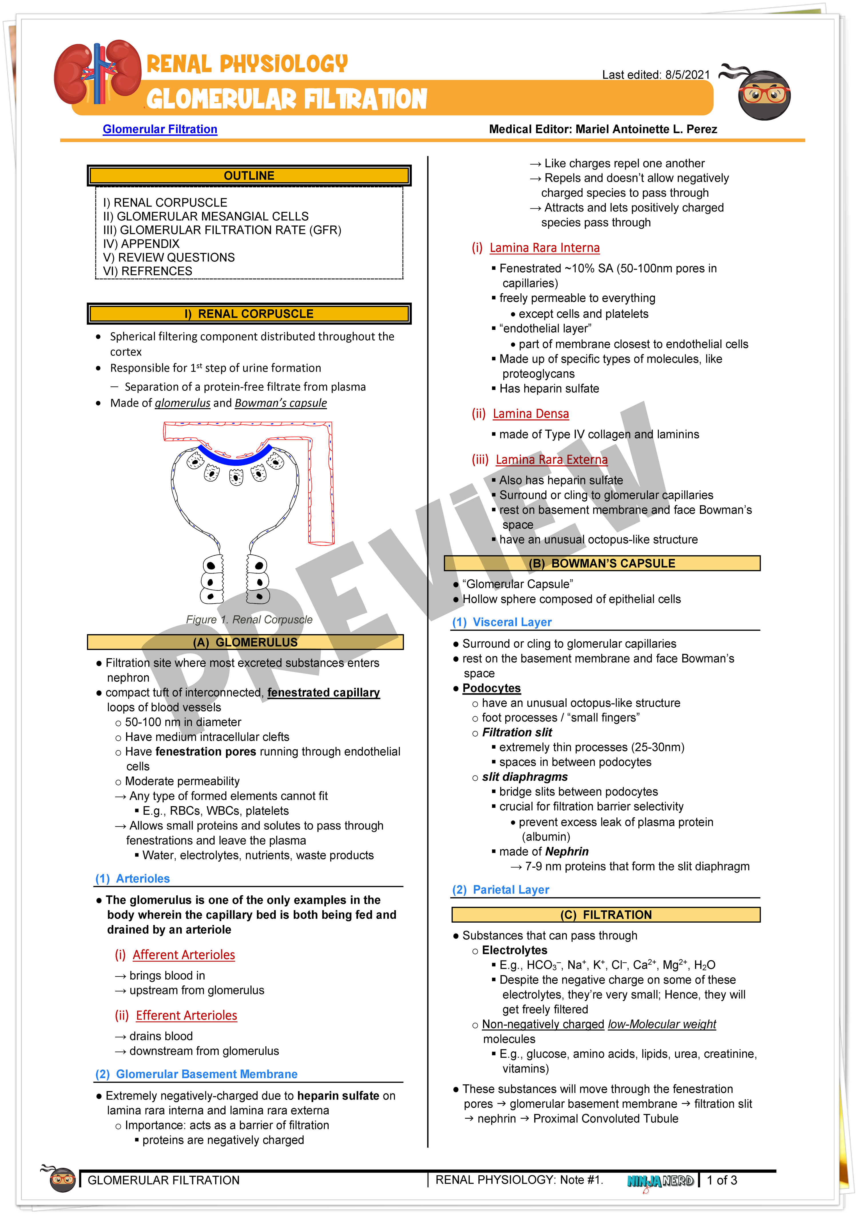 Glomerular Filtration Notes NinjaNerd Medicine