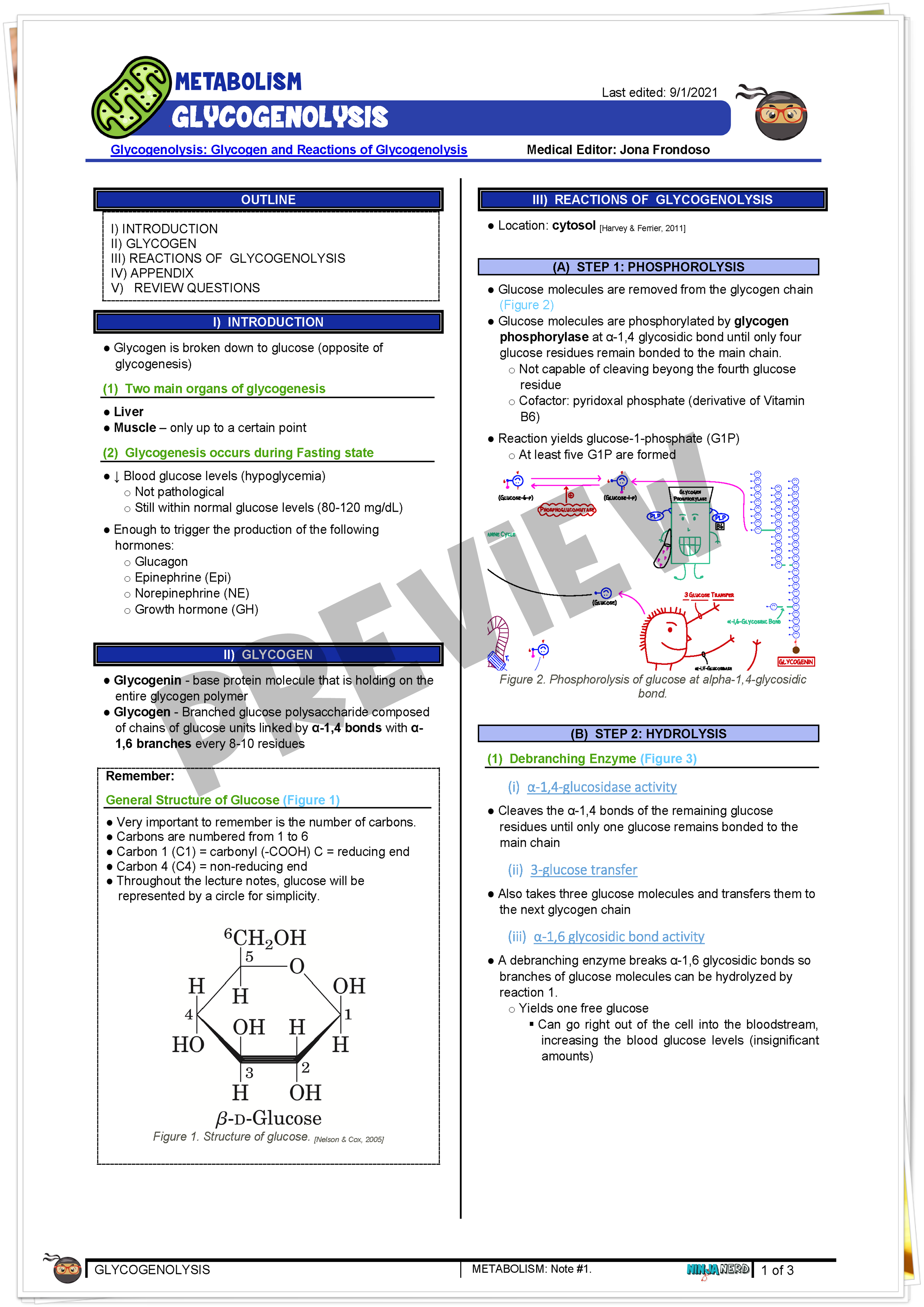 Glycogenolysis Notes NinjaNerd Medicine