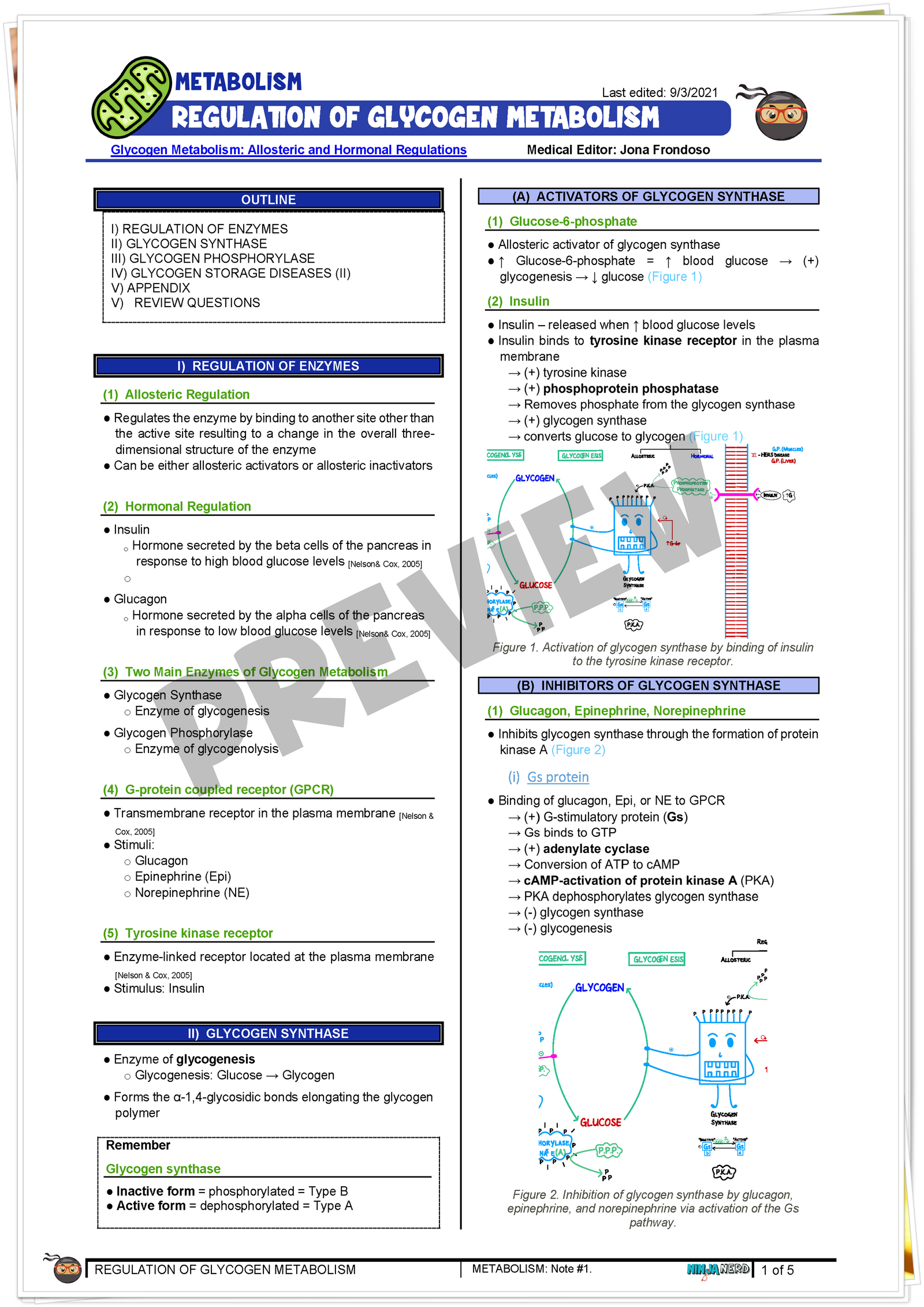 Regulation of Glycogen Metabolism Notes NinjaNerd Medicine