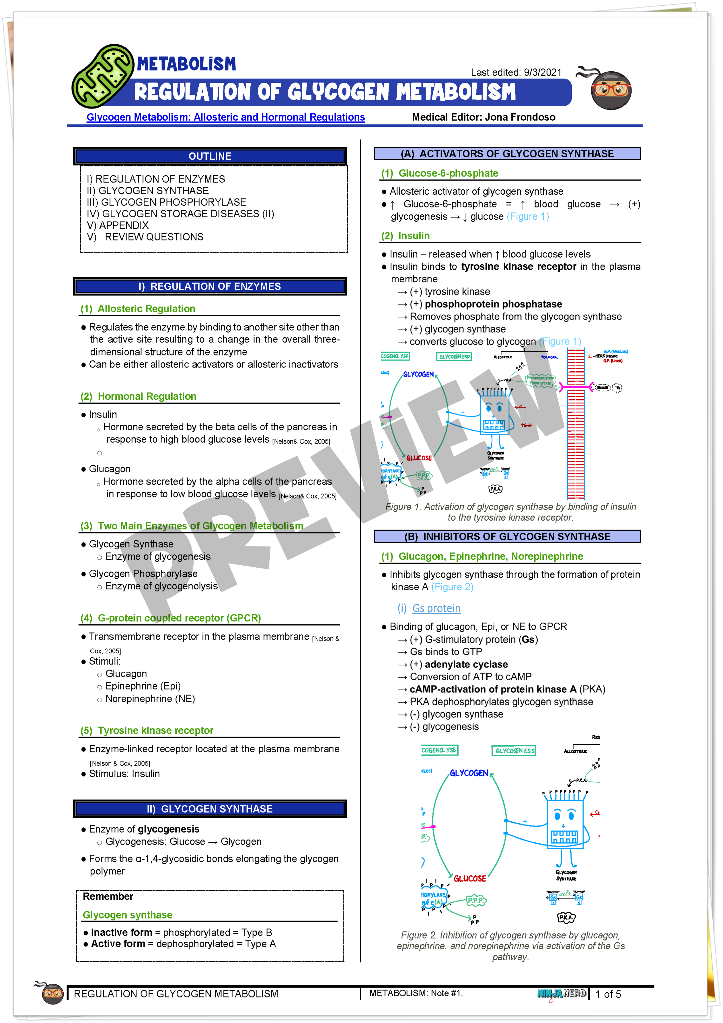 Regulation of Glycogen Metabolism Notes NinjaNerd Medicine