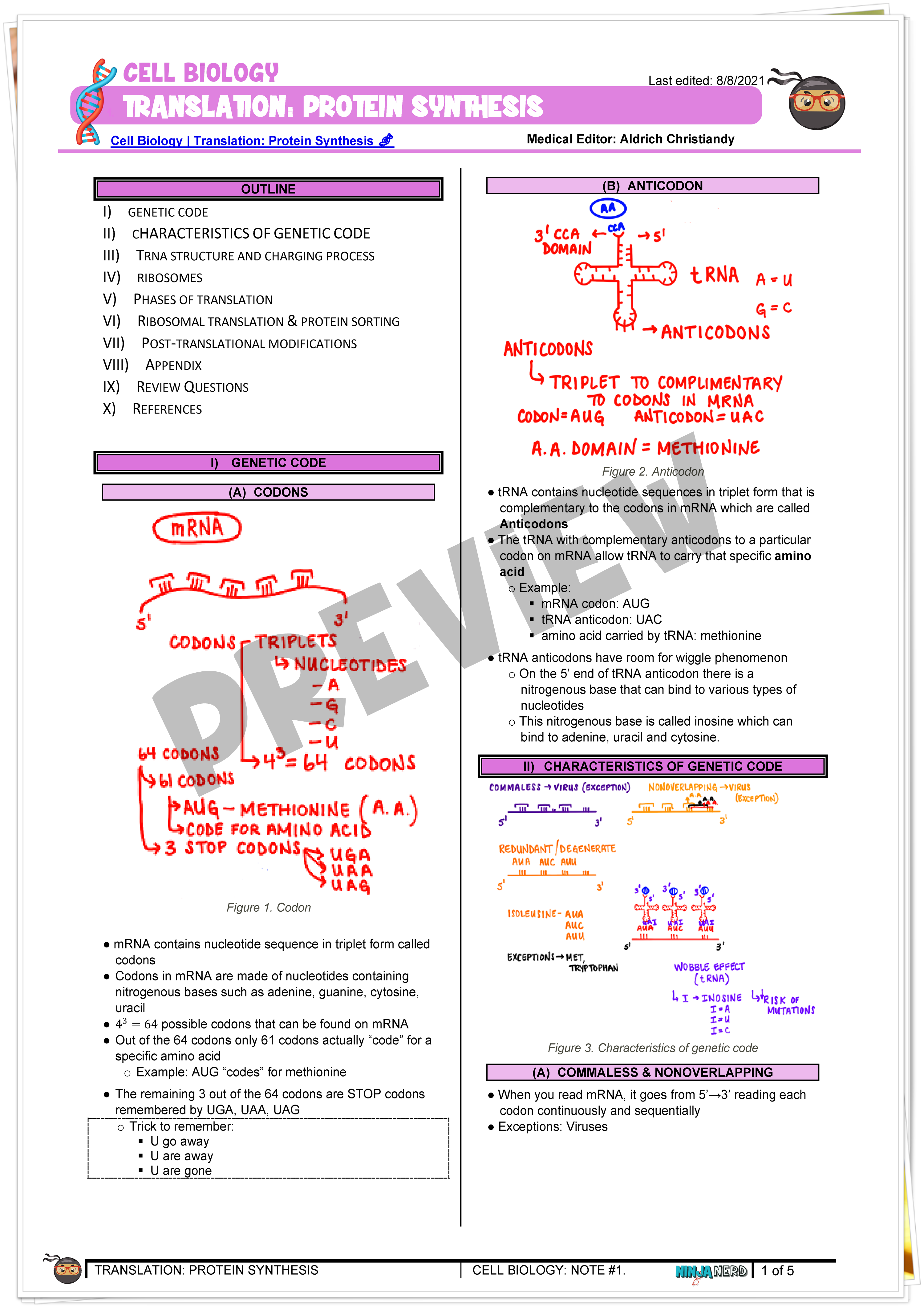 Translation Protein Synthesis Notes NinjaNerd Medicine